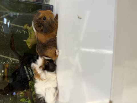 Ginepig yavruları