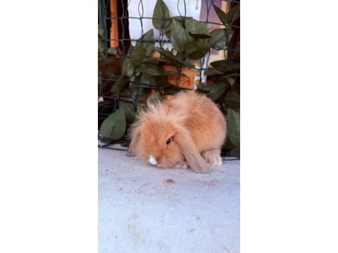 Garantılı hollanda teddy lop tavşanlar