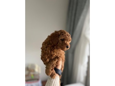 Orjinal poodle yavrular