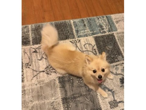 Dişi pomeranian 1.5 yaşında