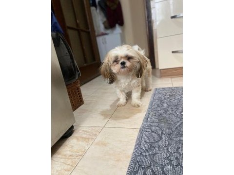 Shih-tzu dişi bebek