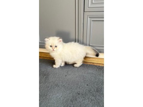 Yuvaya hazır şecereli dişi british longhair
