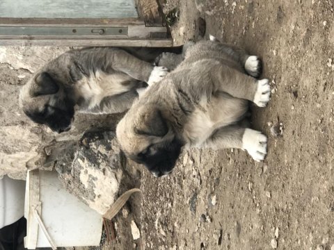 Orjinal has kangal yavruları