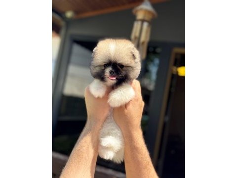 Yavru pomeranian boolarımız