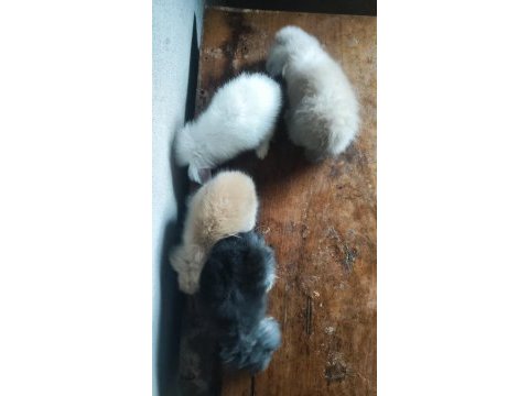 Hollanda teddy lop tavşanı yavruları