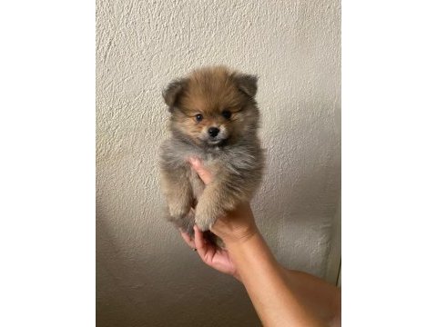 2 aylık yavru pomeranian sütten yeni kesildi