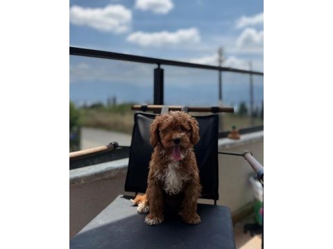 Toypoodle dişi / erkek 