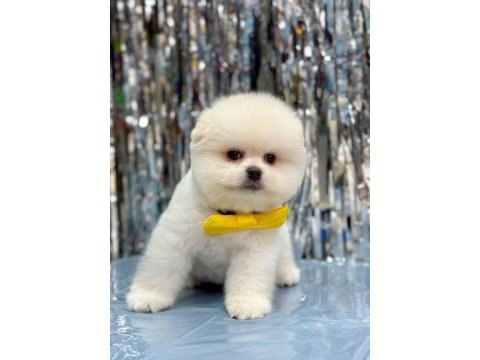 Pomeranian boo erkek köpeğimiz