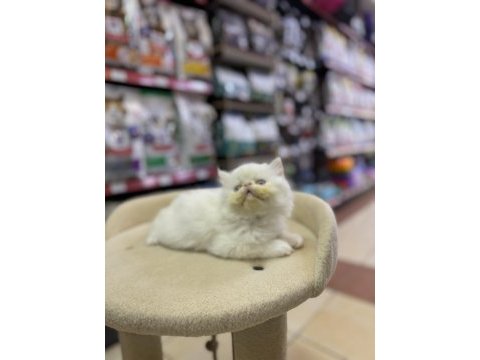 Persian erkek yavrumuz
