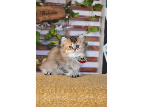 British longhair erkek