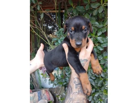 Irk ve sağlık garanti saf kan doberman yavrularımız