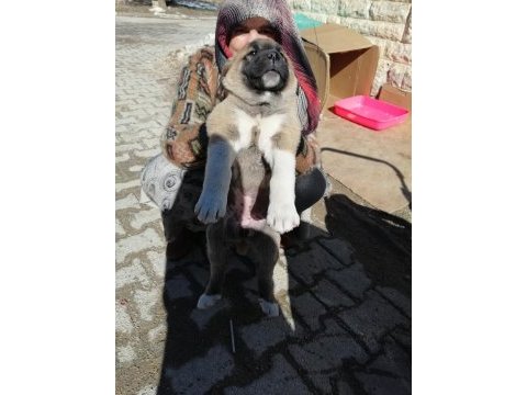 2 dişi 1 erkek kangal yavruları