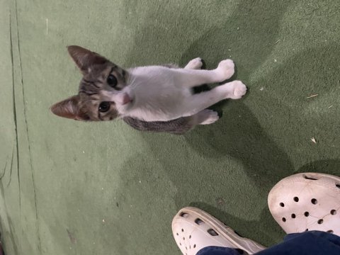 Sütten kesildiler acil yuva bebiş kedilere