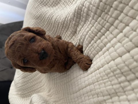 Kıvırcık toy poodle bebekler