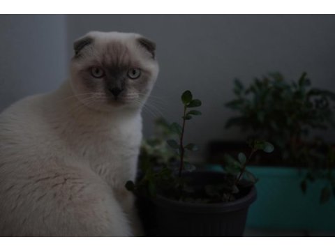 Scottish fold oğluma eş arıyorum