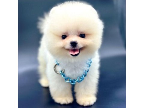 Safkan pomeranian boo yavrularımız