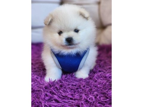 Pomeranian ayıcıklar ırk ve sağlık garantilidir