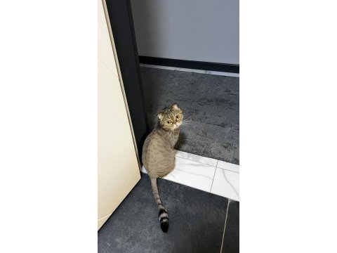 Sağlık sorunlarım nedeniyle kedimi sahiplendiriyorum