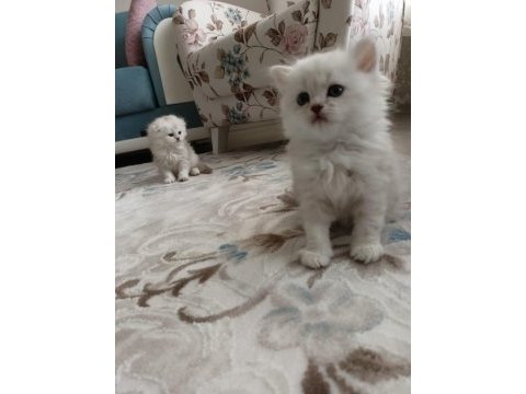 2 aylık british longhair yuvasını arıyor