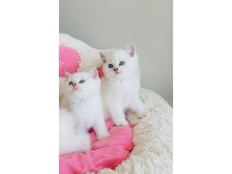Maviş point british shorthair bebeğim 