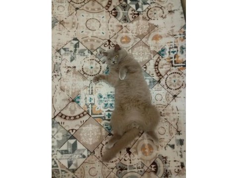 British shorthair lilak erkek sahiplendirilecek