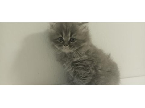 British longhair kardeşler 11 mart doğumlu