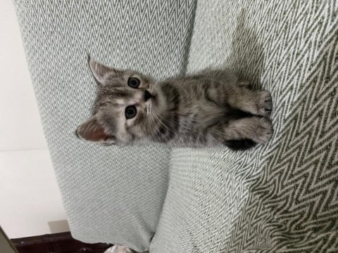 British shorthair yavrularıma yuva arıyorum