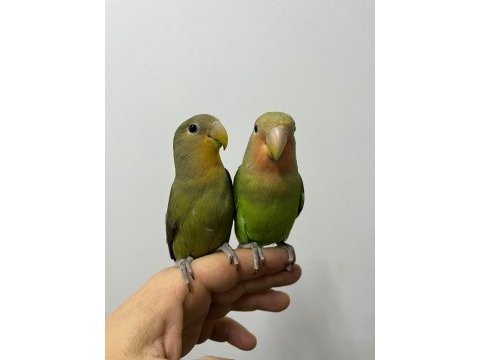 Full evcil çağırınca gelir sevda papağanı bebekler