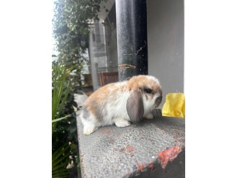 Hollanda lop tavşanları
