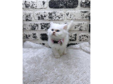 Mükemmel kalite ırk garantili iran chinchilla yavrumuz