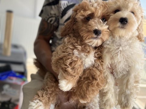 Wc eğitimli maltipoo yavrularımız ziyarete açık