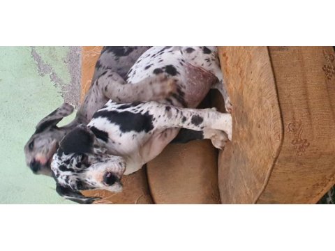 Great dane (danua a secereli)