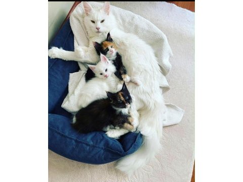 Xxxl bembeyaz maine coon yavrularımız