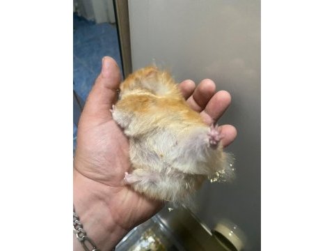 Bıdık hanım hamster (teddy turuncu)
