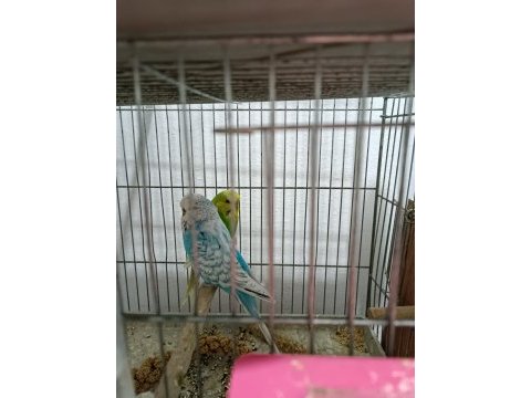 Şov jumbo takım muhabbet kuşu
