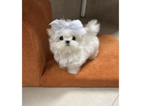 En küçük boy maltese