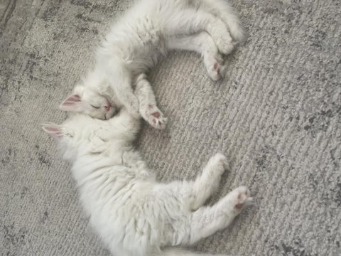 British longhair