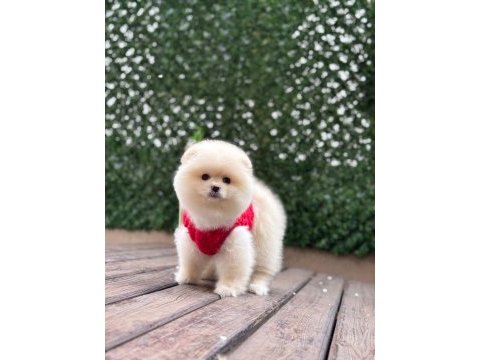 Pomeranian boo köpekleri