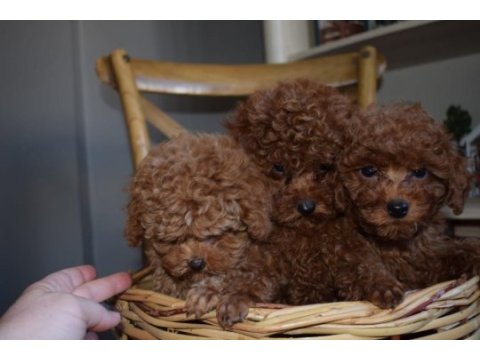 Ev ortamında büyüyen toy poodle yavrular