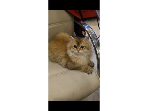 British longhair prens yeni yuvasını bekliyor
