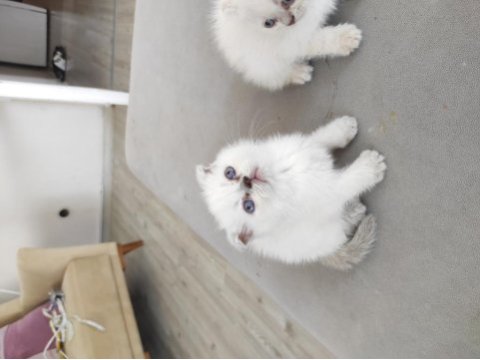 Beyaz mavi göz scottish fold