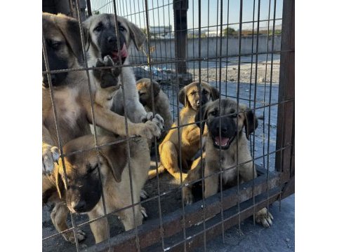 Saf kangal yavruları 2 aylık