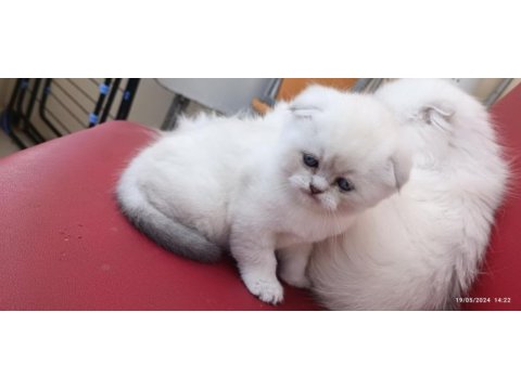 Scottish fold erkek