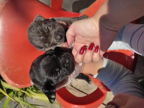 Mastiff dev bebekler