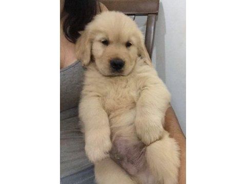Kaliteli golden retriever yavrular