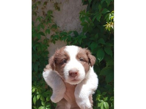 Teslime hazır border collie yavrular