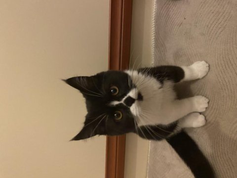 Maskeli british shorthair erkek oyuncu sağlıklı oyuncu