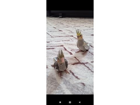Yeni yeme düşen sultan papağanlar