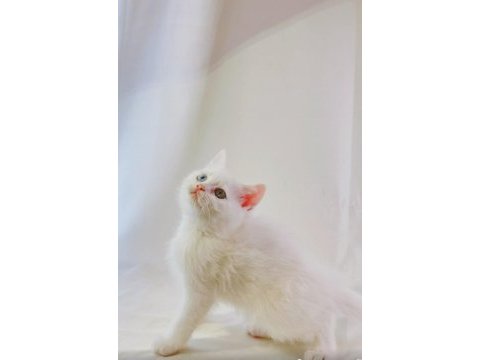 Farklı gözlere sahip beyaz british shorthair