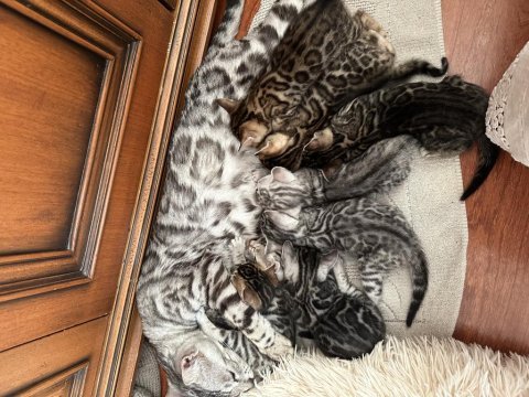 Sahibinden wcf kayıtlı şecereli bengal kedilerim